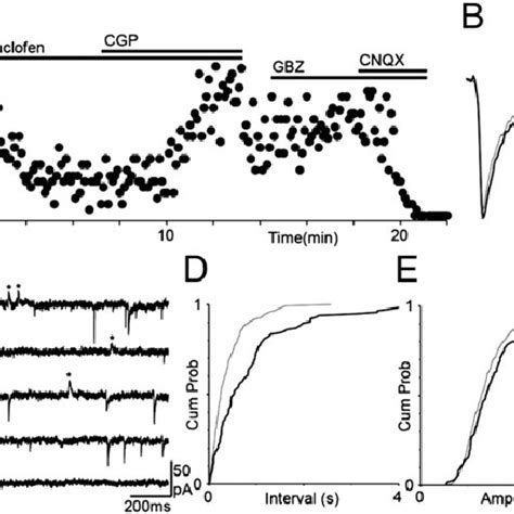 GABA B Receptor Activation Presynaptically Inhibits Glutamate Release