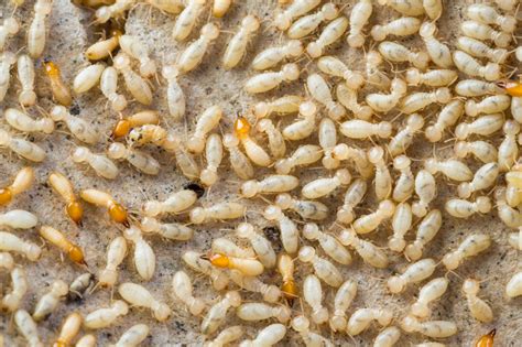 How To Identify And Eradicate Desert Termites Phoenix Arizona