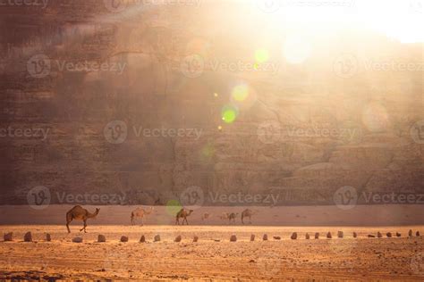 Group Of Camels Walk In Scenic Wadi Rum Desert In Hazy Beautiful