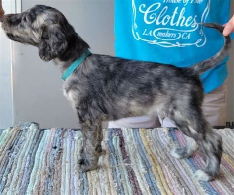 Afghan Hound Puppies For Sale - AKC PuppyFinder