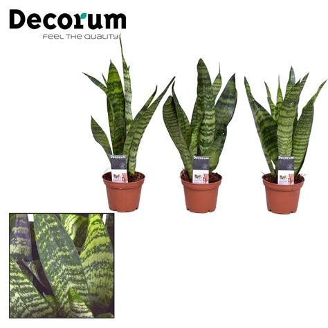 Sansevieria Trifasciata Black Coral Plant Wholesale Floraccess