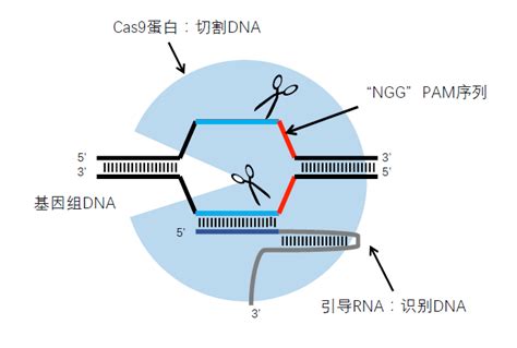 Crisprcas9基因编辑服务