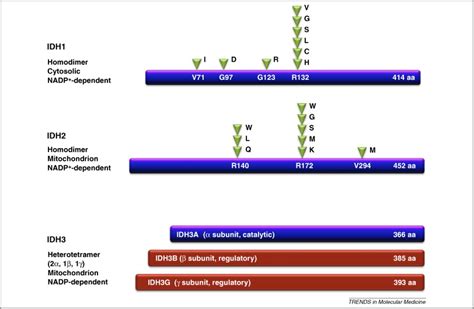 Idh Mutations In Glioma And Acute Myeloid Leukemia Trends In Molecular