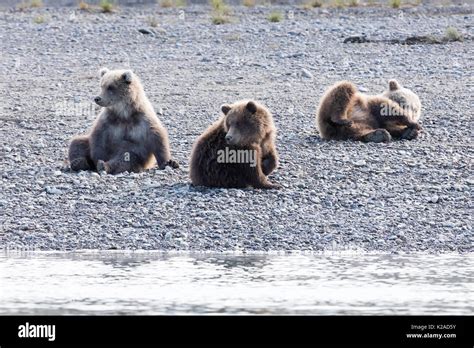 three coastal brown bear cubs in Katmai, Alaska Stock Photo - Alamy