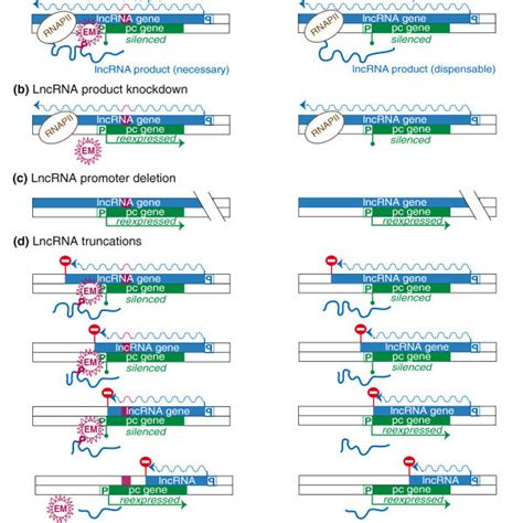 Transcription Of LncRNA Creates Permissive Chromatin Environment A