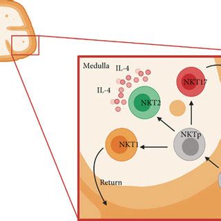 Distribution Of Nkt Cells During Their Maturation In The Mice Thymus