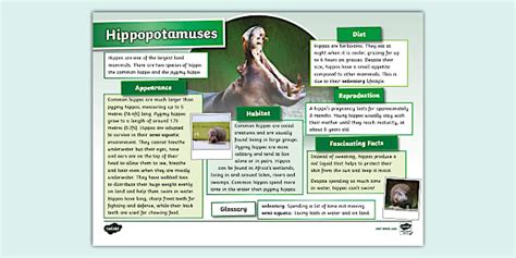 Ks Hippopotamus Fact File Hecho Por Educadores Twinkl