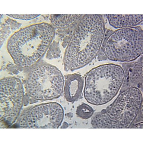 Gsc International Ps0259 Seminal Vesicle Mammalian Section Hande Stain