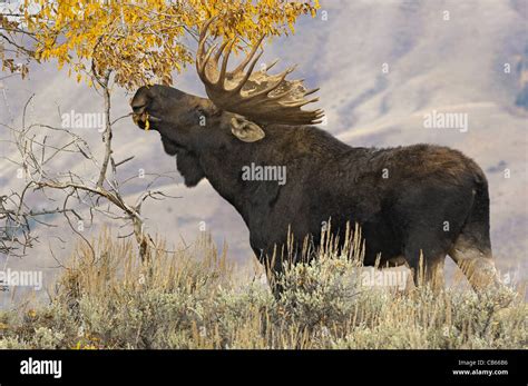 Bull Moose Feeding On Aspen Tree Leaves Stock Photo Alamy