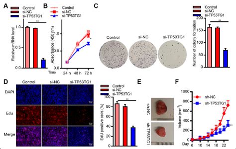 Sirna Mediated Tp Tg Knockdown Markedly Inhibited Rb Cell