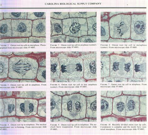 Plant Cell Mitosis Phases