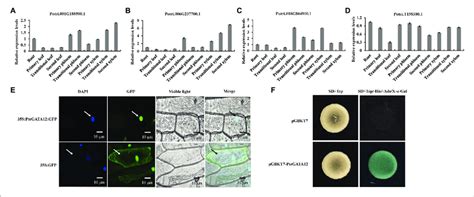 Tissue Specific Expression Patterns Subcellular Localization And