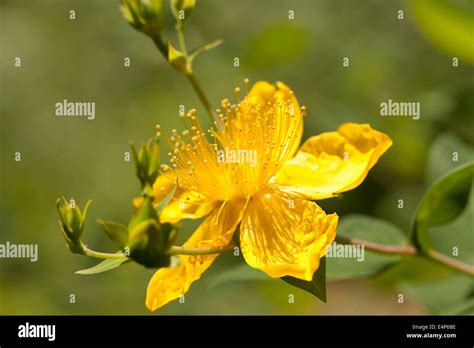 Yellow Flower Of Rose Of Sharon Shrub Plant Hypericum Calycinum Aka