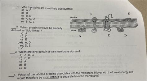 Solved 1. Which proteins are most likely glycosylated? a) A, | Chegg.com