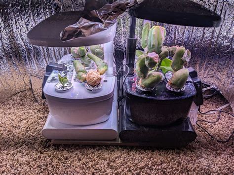 HydroPenis™ maintenance & new transplants : r/sanpedrocactus