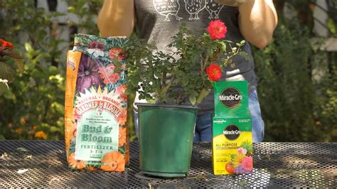 How To Best Fertilize Roses Garden Space Youtube