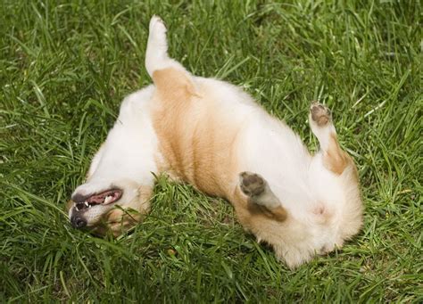 Does Hip Dysplasia Affect Corgis?