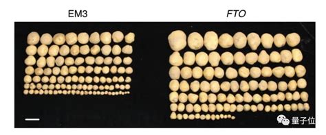 转入肥胖基因改造rna，作物增产50手机新浪网