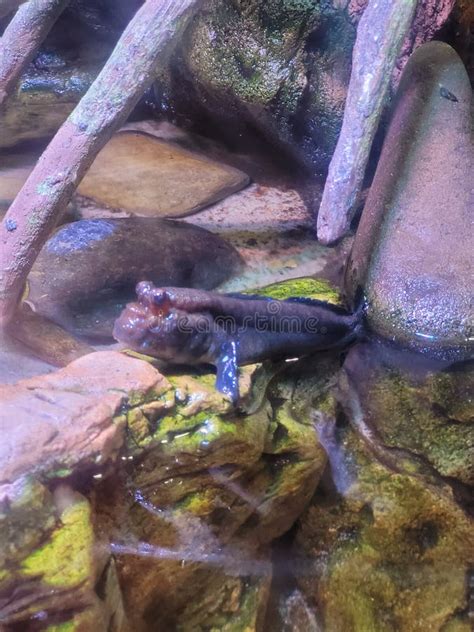 Gatlinburg Aquarium Display Stock Photo - Image of reptile, wildlife: 262055810