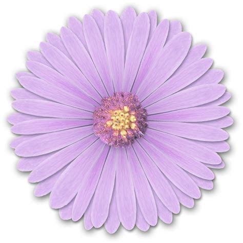 Purple Flower Png Purple Flower Transparent Background Freeiconspng