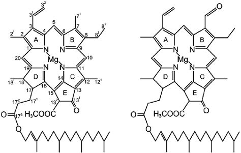 The Structures Of Chlorophyll Chl A Left And Chl B Right