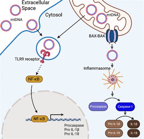 Figure 1 From Regulation Of Proteostasis And Innate Immunity Via