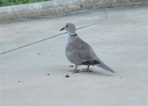 Eurasian Collared Dove From Alhaur N El Grande M Laga Spain On