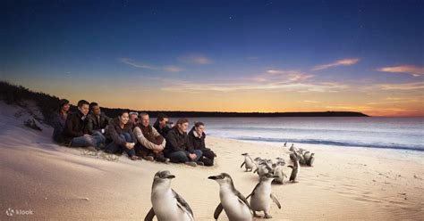 Pinguinparade und Känguru Fütterungstour auf Phillip Island Klook