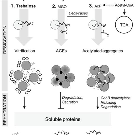 Non Enzymatic Glycosylation Of Proteins In The Initial Stage Of The Download Scientific