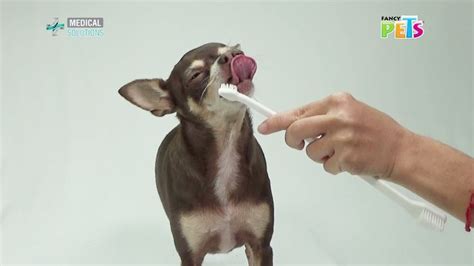 Pasta Dental Para Perros Fancy Pets Medical Solutions