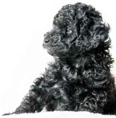 Cavapoo Names - CavapooLove