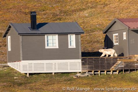 Polar Bears Near Longyearbyen Spitzbergen Svalbard