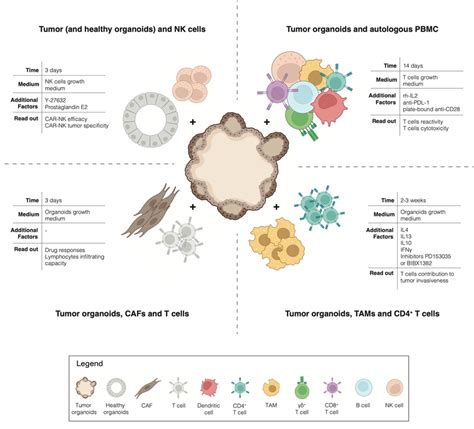 Overview Of Co Cultures All Of The Previously Described Methods Focus