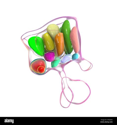 Hypothalamic Nuclei Illustration Stock Photo Alamy