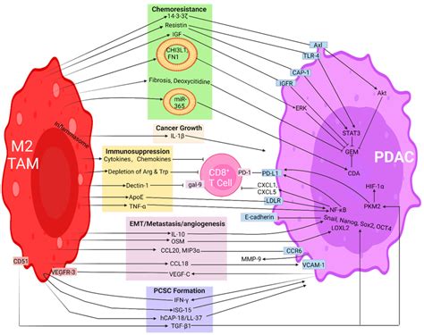 M2 Macrophage Promotes A Plethora Of Neoplastic Features Of Pancreatic Download Scientific