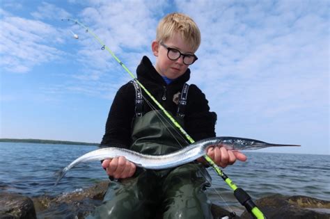 Fang Hornfisk I Maj Skoven I Skolen