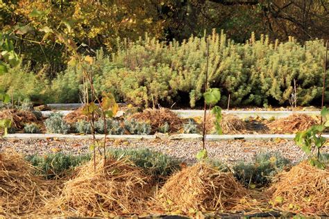 How To Master Winter Mulching In 9 Easy Steps A Green Hand