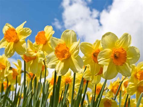 Narcissus Flower Meaning In Hindi | Best Flower Site