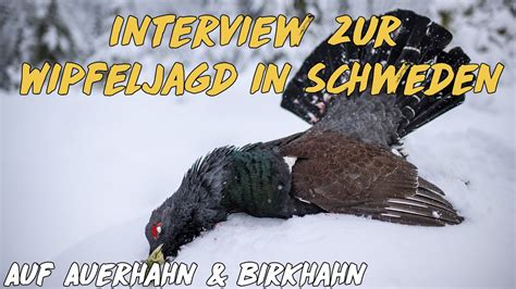 Interview Wipfeljagd In Schweden Auf Auerhahn Birkhahn Youtube