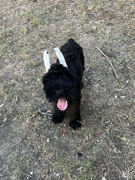 Giant Schnauzer Puppies For Sale Colonial Parkway Tx