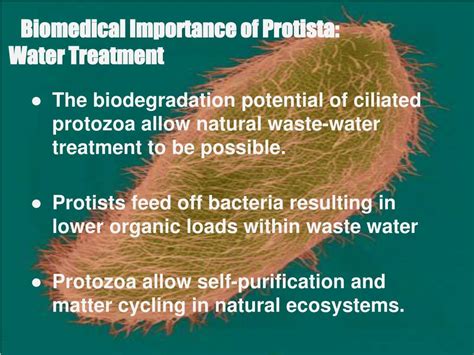 Ppt Group 3 Biomedical Importance Of Protozoa Powerpoint Presentation Id1900002