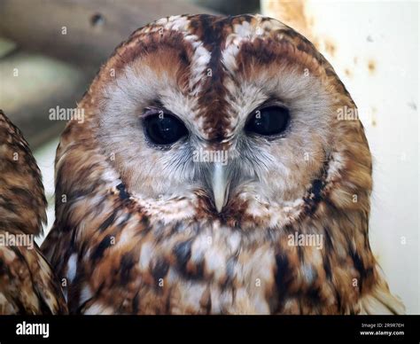 Tawny Owl Brown Owl Waldkauz Chouette Hulotte Strix Aluco