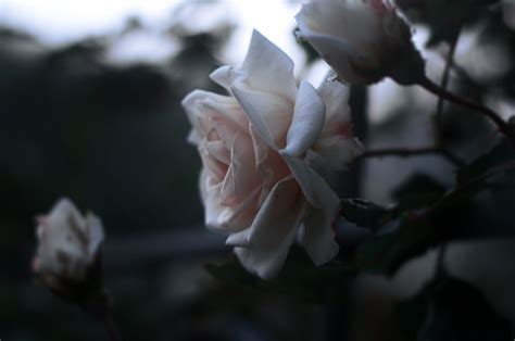 Fotos gratis rama flor en blanco y negro fotografía hoja pétalo