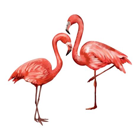 Zwei rosa flamingos vektorillustration tropischer vögel im aquarell