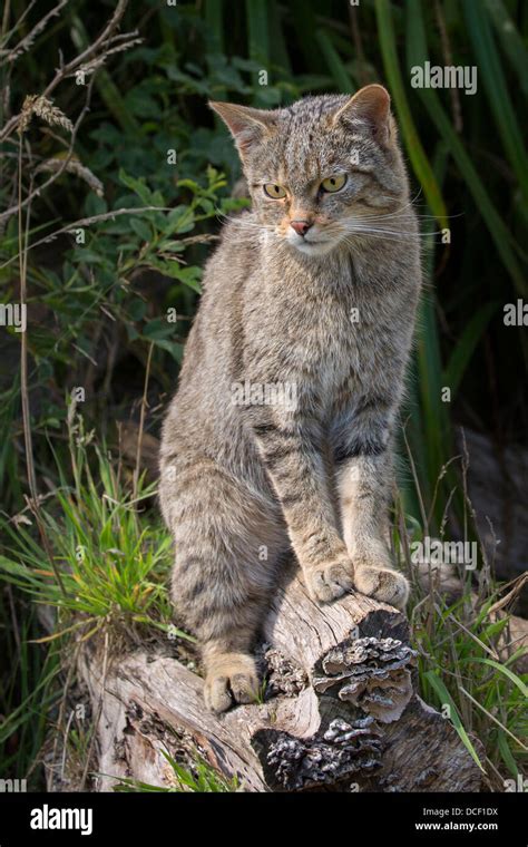 Gato montés fotografías e imágenes de alta resolución Alamy