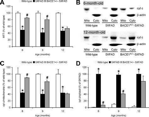 Figure From Mitochondrial Dysfunction And Accumulation Of The