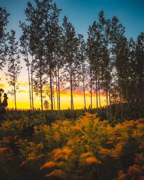 Free Picture Sunrise Majestic Forest Poplar Orange Yellow Sunrays