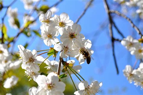 Bee Blossoms Nectar Free Photo On Pixabay Pixabay