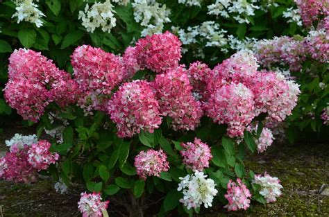 Diamond Rouge Hydrangea Grasshopper Gardens