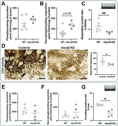 Impaired Mitochondrial Function In Kidney And Liver Of Hacd Kd Mice